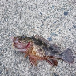 ヤリイカエギング５