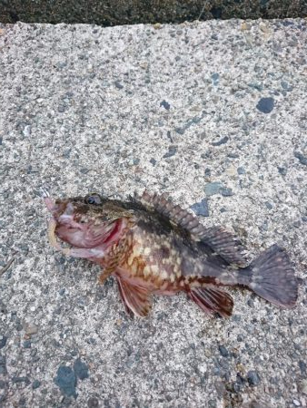 ヤリイカエギング５