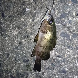 ヤリイカエギング６