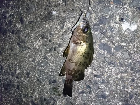 ヤリイカエギング６