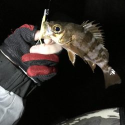 アジは何処へ…