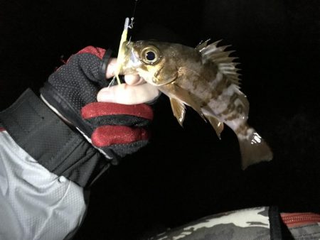 アジは何処へ…