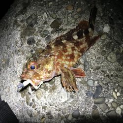 なんとかメバル