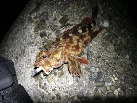 なんとかメバル