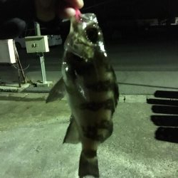 我慢のメバリング