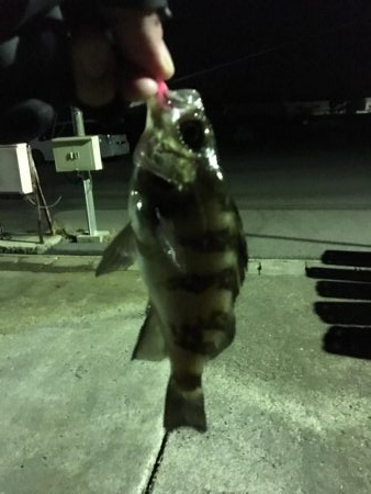 我慢のメバリング