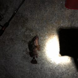 メバルはどこへpart2