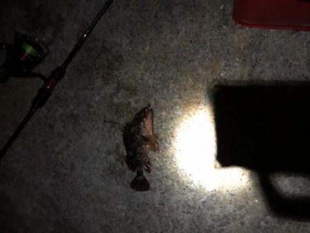 メバルはどこへpart2