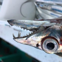 洲本沖タチウオ