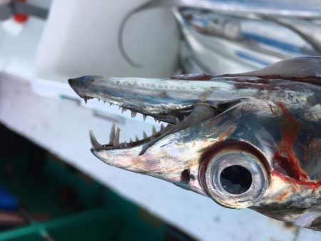 洲本沖タチウオ