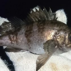 メバリング不調