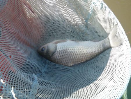 両グルテン　バランス底釣り　