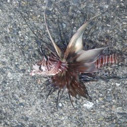 12時間耐久ライトロック