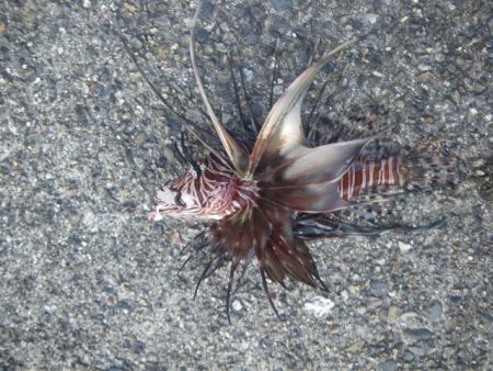 12時間耐久ライトロック