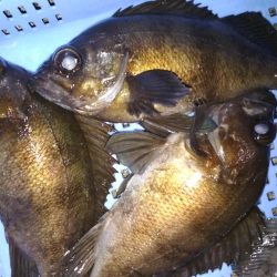 メバル☆スズキ☆メバル