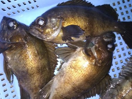 メバル☆スズキ☆メバル