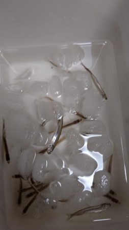 二年振りの余呉湖