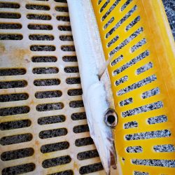 真っ暗でギンガメアジ