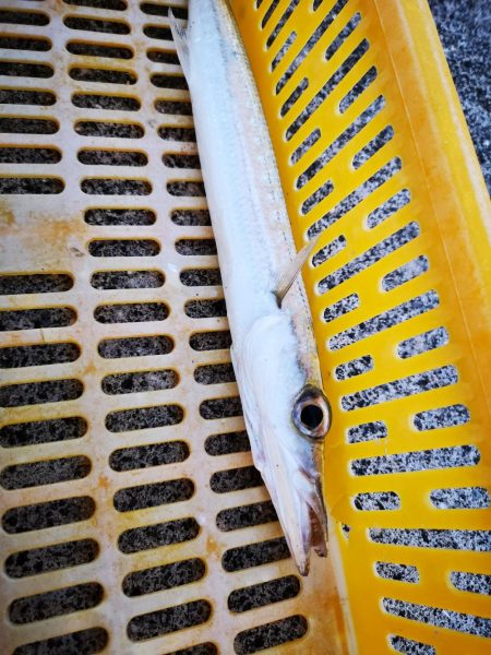 真っ暗でギンガメアジ