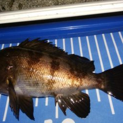 極寒メバリング