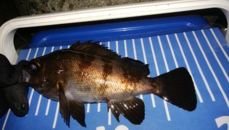 極寒メバリング