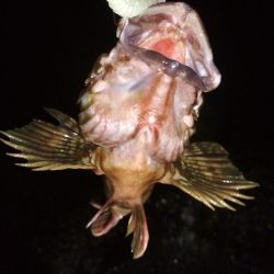 メバリングラビングバズ