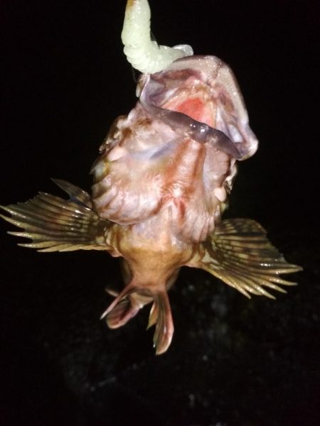 メバリングラビングバズ