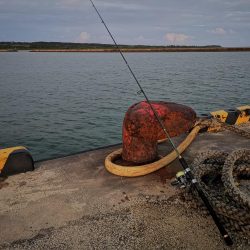 ターポンです。