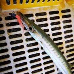 夕マズメ 港でオオメカマス