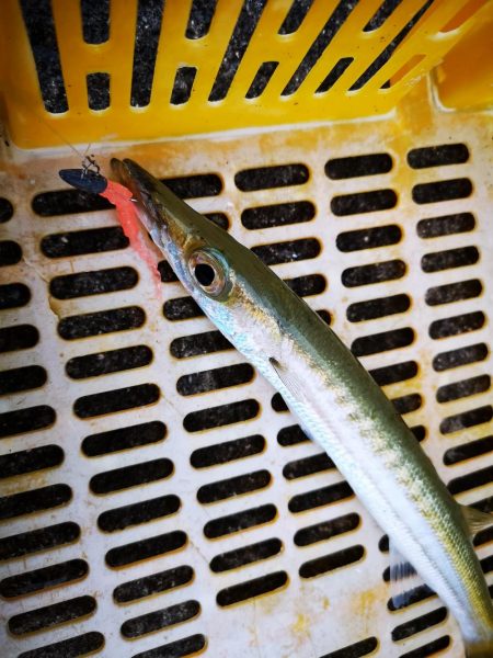 夕マズメ 港でオオメカマス