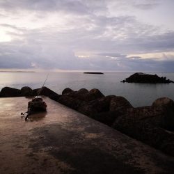 今朝はバラクーダー