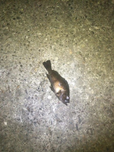 今夜もメバル釣り