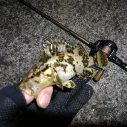 南港フェリーヘチ釣り (まいど渋いよ~ガシラ,タケノコ、シーバス 釣果有り)