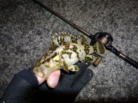 南港フェリーヘチ釣り (まいど渋いよ~ガシラ,タケノコ、シーバス 釣果有り)