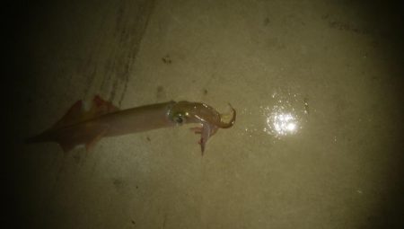 邪道エギングでヤリイカ3杯