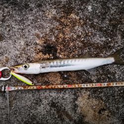 強風で渋い中シンペンでオオメカマス