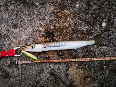 強風で渋い中シンペンでオオメカマス