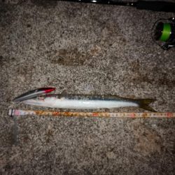 ルアー変われど釣れるのは同じオオメカマス