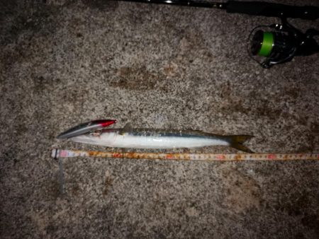 ルアー変われど釣れるのは同じオオメカマス