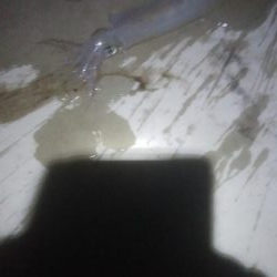 にゃんこの日にヤリイカ3杯とスルメ1杯!!