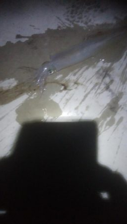 にゃんこの日にヤリイカ3杯とスルメ1杯!!