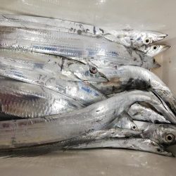 洲本沖でタチウオジギング