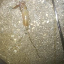 はじめての場所でヤリイカ・ヒイカ