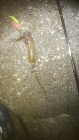 はじめての場所でヤリイカ・ヒイカ