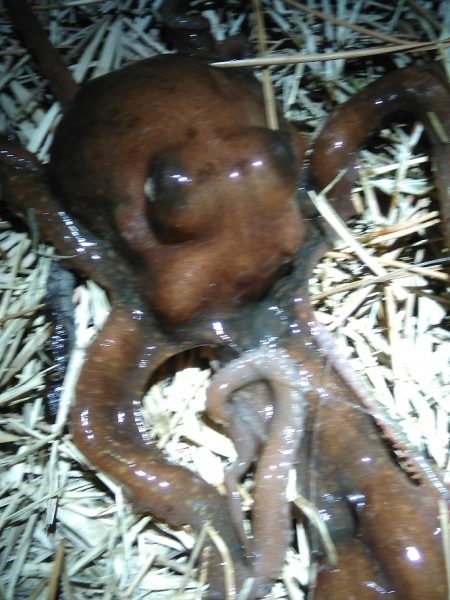 カレイとイイダコ　ポツポツ