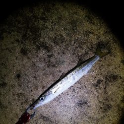 風の穏やかな早朝ポッパーでバラクーダ