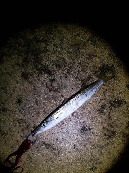 風の穏やかな早朝ポッパーでバラクーダ