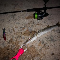 今朝は強風が復活、渋くオオメカマス