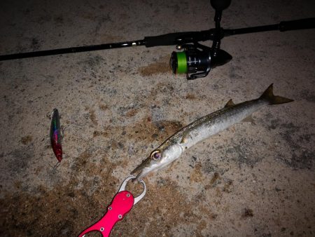 今朝は強風が復活、渋くオオメカマス