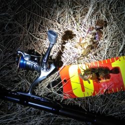 小潮で長い時合　　　カサゴ祭り